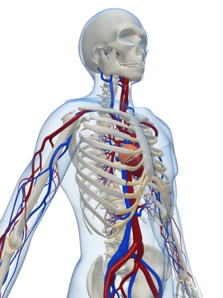 Blutbahnen im menschlichen Oberkörper (Quelle: Shutterstock/Sebastian Kaulitzki)