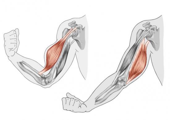 Armmuskel in der Bewegung (Quelle: Shutterstock/stihii)
